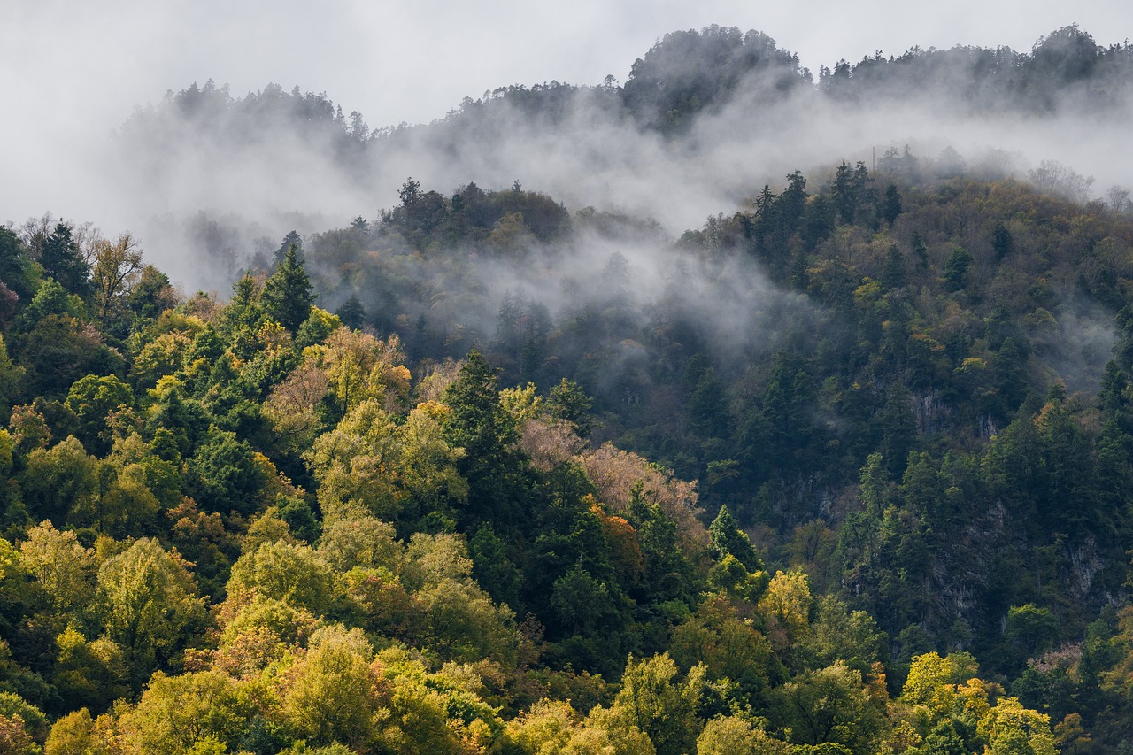 Reviving the Earth's Lungs: The Importance of Forest Conservation